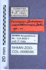 Etiketten zu Quasimus sumatrensis (Dolin, 1993) (NHMW-ZOO-COL-0006586)